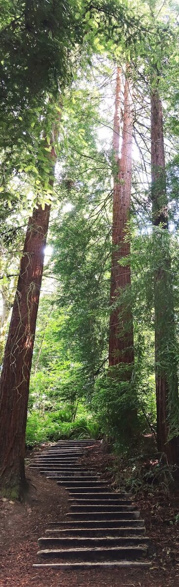 a staircase in a forest