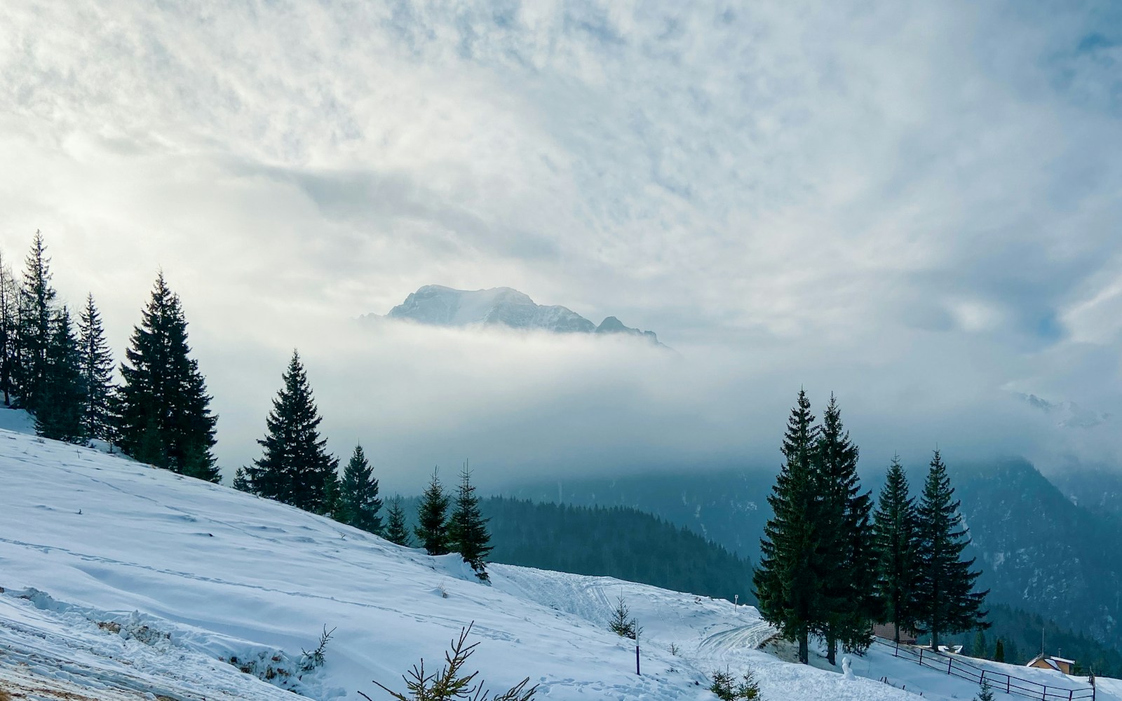 green pine trees under cloudy sky